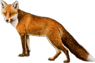 red fox 135 90