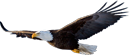 bald eagle 130 550